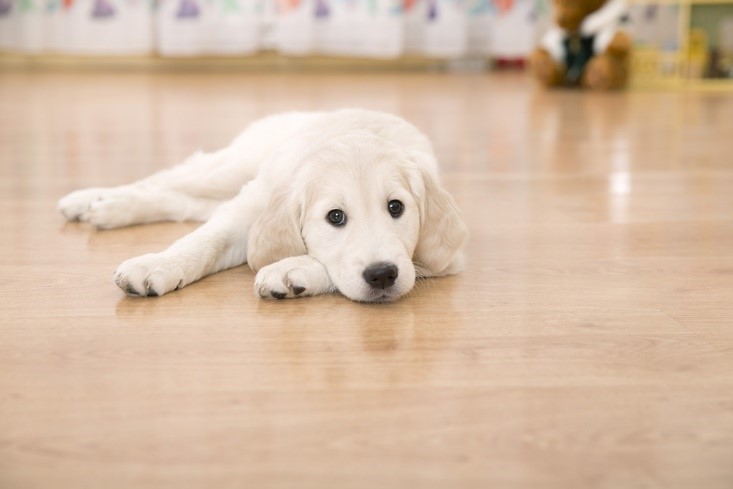 Tips To Make Your Home Pet-Friendly
